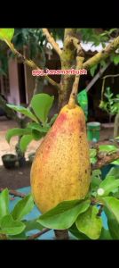 Bibit Alpukat Yellow Vietnam Super Okulasi Cepat Berbuah Genjah