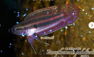 Parosphromenus Paludicola (Pair)