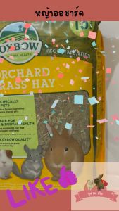 หญ้าออชาร์ดสำหรับสัตว์ฟันแทะ