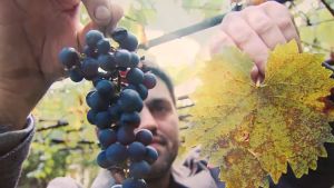 KING TAMARIS VAZI 2019 Premium Georgian Red Wine - Natenadze Tamaris Variety - 750ml Bottle