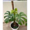 Tanaman hias monstera Deliciosa dewasa / Tanaman Monstera deliciosa. 