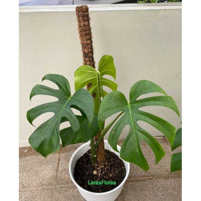 Tanaman hias monstera Deliciosa dewasa / Tanaman Monstera deliciosa