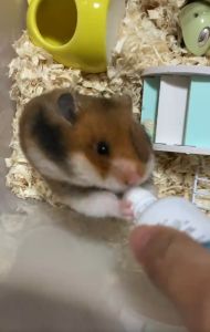 HAMSTER YEE Flu medicine/ beigi Tea Hamster/Sugar glider/Guinea/Rabbit 鼠茶调控血清热降火除口臭营养补充剂仓鼠专用 预防糖尿病无糖用品仓鼠金丝熊保健品尿液气味/仓鼠感冒药