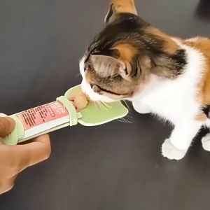 Cat Treats Spoon Feeder Snack Lickable Squeezing Spoon Cat Liquid Snack Clean and Hygienic 餵食器