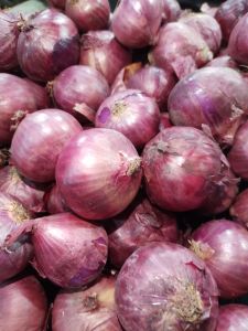 BAWANG MERAH PEKING 1KG IMPOR