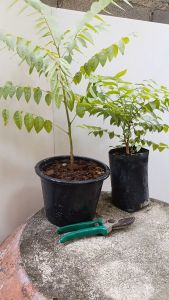 ต้นมะยม กระถาง 8นิ้ว ต้นมะยมเปรี้ยว