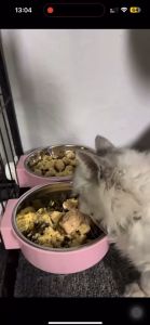 Candy Pet Cat & Dog Hanging Feeding Bowl | Mangkuk Bergantung Haiwan Kucing