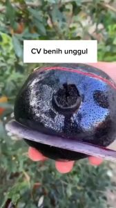 Bibit Delima Hitam Super: Panduan Lengkap