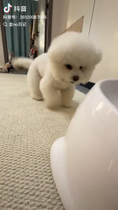 AFP Smart Auto Ball Launcher for Dogs - Rechargeable Tennis Ball Thrower  Outdoor Training Toy for Medium Breeds