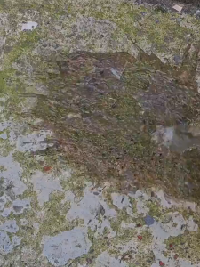 20/30cm Stainless Steel Wire Floor Scrub Brush with Handle Heavy-Duty for Garden Pool Moss Cleaning