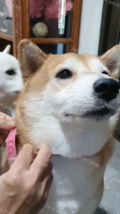 **ลายใหม่** SIZE L ชุดกันเลียแผล สุนัข แมว ชุดหลังผ่าตัด