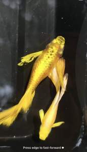 🇻🇳FULL GOLD RIBBON GUPPY HIGH GRADE PREMIUM ( Ribbon Gene NORMAL/RIBBON) 🇻🇳VIETNAM LINE🇻🇳
