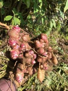 Cùi khoai sâm đất củ từ 6 đến 8 nhánh làm giống 2 củ