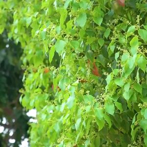 Coolshotnew mirrorless camera 48 million high SLR digital camera self-timer WiFi