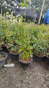 ลัดดาวัลย์ กระถาง 11 นิ้ว สูง 65-70 เซนติเมตร (กทม)