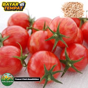 10 BUTIR BIJI/BENIH TANAMAN TOMAT CHERRY PINK BUMBLEBEE