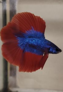 Double Tail Haftmoon  Betta Fish - Mascot