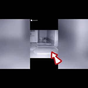 SUPER STICKY MOUSE BOARD RODENT GLUE BAIT TRAP ENVIRONMENT FRIENDLY