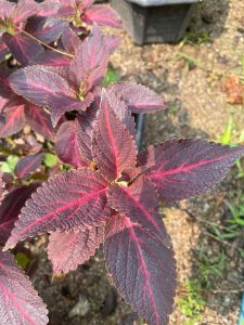 กิ่งฤาษีผสมตัดสด 10 แถม 1 รบกวนสั่งขั้นต่ำ 3 กิ่งจ้า