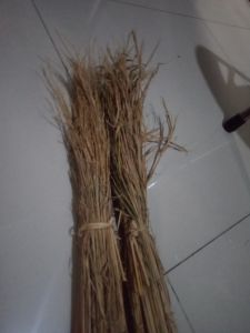 MERANG JERAMI//MERANG POHON PADI