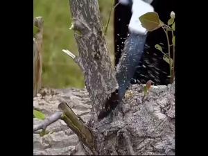 👉👉ขนาดใหญ่สุดSK5 เลื่อยพับแบบพกพา เลื่อยพับได้ การตัดรวดเร็ว ไม่เกิดสนิม แข็งแรงใช้ทนทาน ( เลี่อยตัดไม้ เลื่อยsk5 เลื่อยตัดไม้พับได้ เลื่อยพับ เลื่อยตัดกิ่ง เลื่อยมือพกพา เลื่อยมือตัดไม้ เลื่อยตัดไผ่ เลื่อยกิ่งไม้ เลื่อยตัดกิ่ง เลื่อยพกพาsk5 )