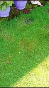 Pupuk NPK Mutiara 16-16-16 Meroke Kemasan Pabrik 500 Gram