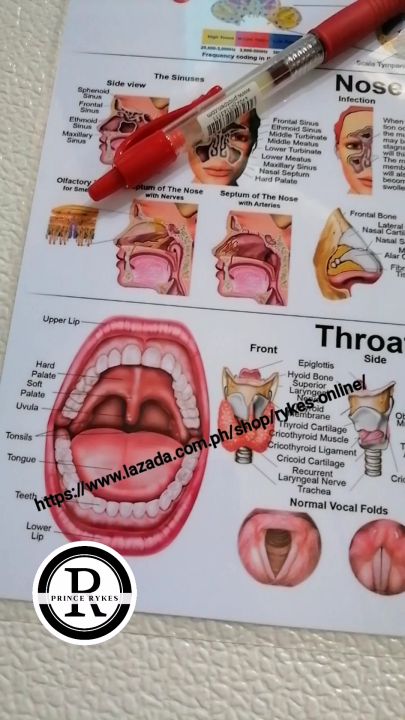Ear Nose And Throat Anatomy Educational Laminated Charts Posters Science Charts Human Anatomy 