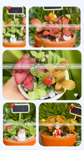 Chậu cây Fittonia cây may mắn cây cẩm nhung mix nhiều màu để bàn làm quà tặng kèm chậu gốm
