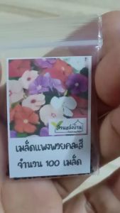 100 เมล็ด แพงพวยฝรั่งคละสี เมล็ดแพงพวยฝรั่งคละสี แพงพวยฝรั่ง เมล็ดแพงพวยฝรั่ง แพงพวย พังพวย เมล็ดแพงพวย เมล็ดพังพวย