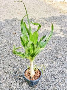 ว่านเศรษฐีสอดกอดทรัพย์ หรือ ว่านไชยมงคล ว่านไม้ประดับนามมงคล เป็นว่านทรงอำนาจช่วยคุ้มครองป้องกันภัยให้กับผู้ปลูก ไซส์ตั้งแม่ไม้สูงรวมกระถาง75-80ซม.