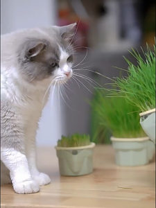 Cat Grass Seeds Growing Kit Hairball Relief Catnip Planter Box Pet Healthy Food Snack Natural Wheatgrass Indoor Kucing