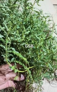 Jual Daun Meniran Putih Segar 500 gram