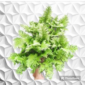 tanaman hias Cemara inoki putih