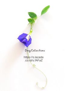 Biji Bunga Telang Tumpuk/ Butterfly Pea/Clitoria Ternatea DESY COLLECTIONS