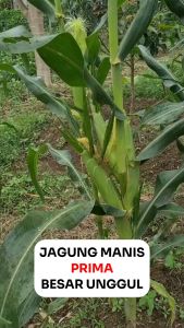 Benih Jagung Manis PRIMA 250 gram Unggul Cap Permata Hijau