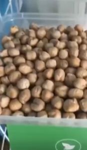 [COMBO 2] Đậu Gà Mỹ (Hạt Sống)