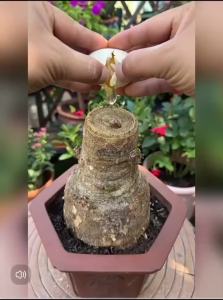 Three types of plant nutrient sticks baja super subur Fertilize in 1 second plant fertilizer baja bunga super subur organic fertilizer baja organik baja penggalak akar flowering fertilizer 肥料 土壤活化剂 有机肥料