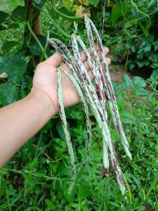 ถั่วอ้น ถั่วพันธุ์แท้ หวาน กรอบ เนื้อเยอะ 30 เมล็ด