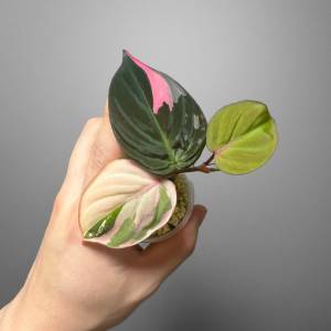 ฟิโลเดนดรอน มิแคนส์ พิงค์ ลายด่างชมพูล๊อตลุ้นด่างกระถางขนาด3-4นิ้ว