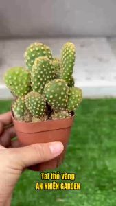 XƯƠNG RỒNG TAI THỎ SIZE 5-7cm- xuất xứ Đà Lạt khoẻ đẹpLỖI 1 ĐỔI 1