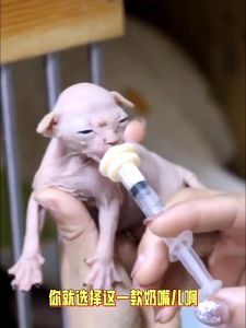 (เจาะรู) จุกนมแมว ขวดนมแมว จุกนมกระรอก จุกป้อนนมแมว ซิลิโคน จุกนมแมวแรกเกิด กระต่าย กระรอก หนู สุนัข