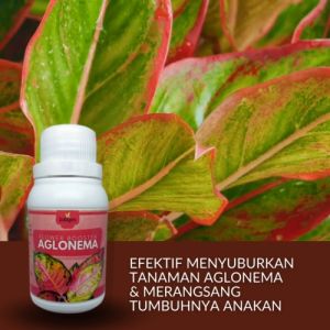 Pupuk Organik Aglonema Untuk Daun & Akar Cepat Beranak