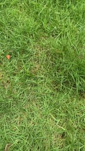 Fungisida Memberantas Penyakit Bercak untuk Tanaman Cabai/ Tantan 250SC