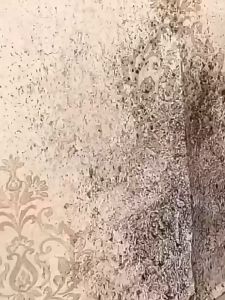 Wall Mold Remover 300ml 墙体除霉剂家用白墙面瓷砖缝除霉喷雾墙面清洁清除剂喷雾