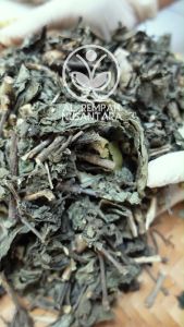 Daun Kejibeling: Manfaat & Cara Menggunakan