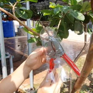 Kìm Kéo Khoanh Vỏ Chiết Cành Cây Dao Chiết Cành Có Răng Cưa Vặn Ốc Điều Chỉnh SIêu Tiện Lợi