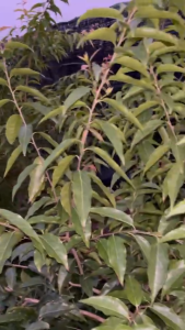 CÂY GIỐNG HỒNG QUÂN THÁI K GAI .ghép cành hoặc chiết cành tuỳ lô