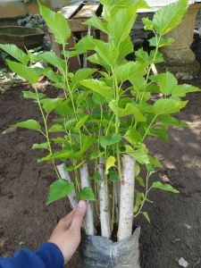 Bahan Bonsai Murbei Buah Hasil Stek Satu Batang SATUAN