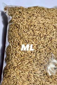 Jual benih padi huma padi khusus darat beras merah