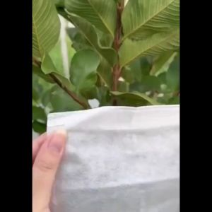 [COD ร้านไทย จัดส่งภายใน 24 ชั่วโมง]ถุงผ้าห่อผลไม้ 2 ขนาด ผ้าสปันบอนด์ทนทาน 30 แกรม ห่อฝรั่ง น้อยหน่า ชมพู่ มะม่วง มะปราง อะโวคาโด ป้องกันแมลง ถุงผ้าสปันบอนด์ ใช้ซ้ำได้ ไอน้ำไม่เกาะ ล้างซ้ำได้ อายุการใช้งานยาว